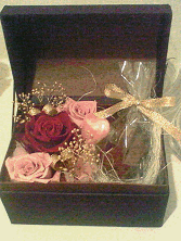 �v���U�[�u�h�t�����[�F�o�����^�C���A�����W